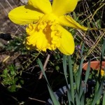 Daffodil