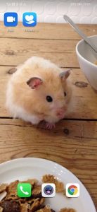 a hamster photo on a phone